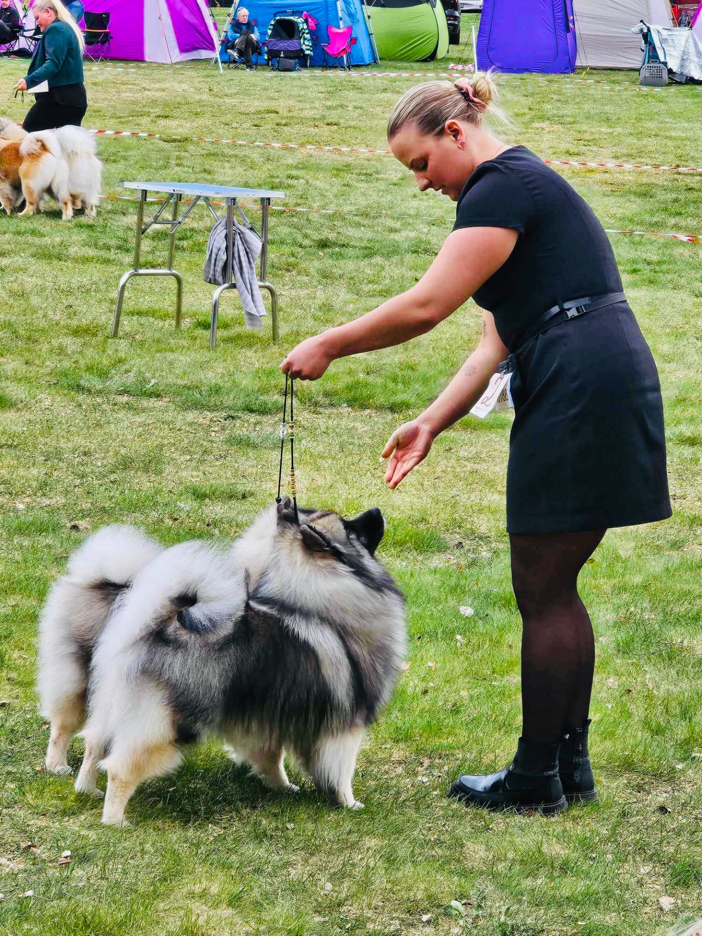 Sanda, Norsk Chow Chow Klubb