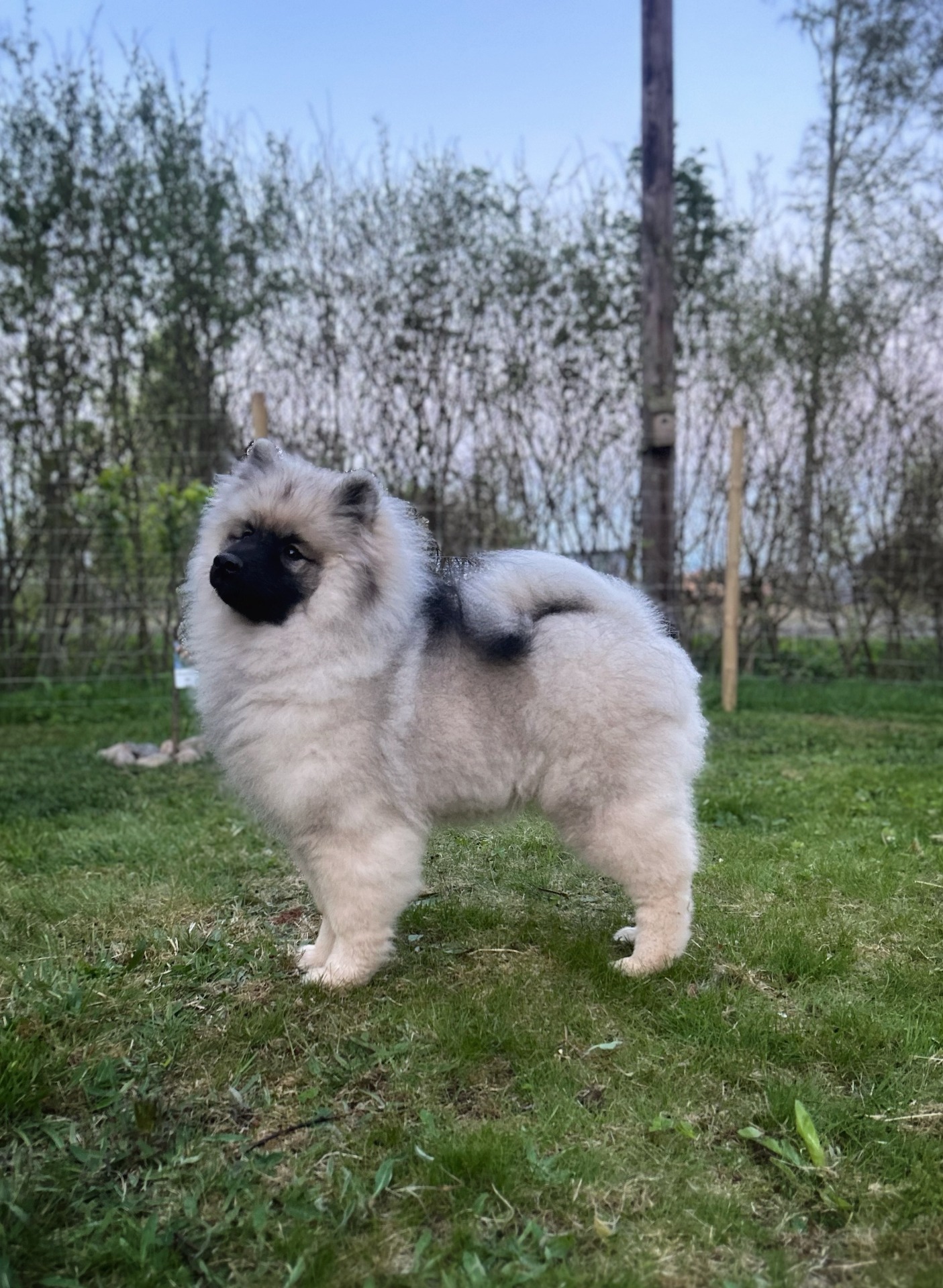 Keeshond Spesialen, SE 2025