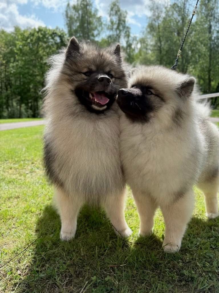Keeshond Spesialen, SE 2025
